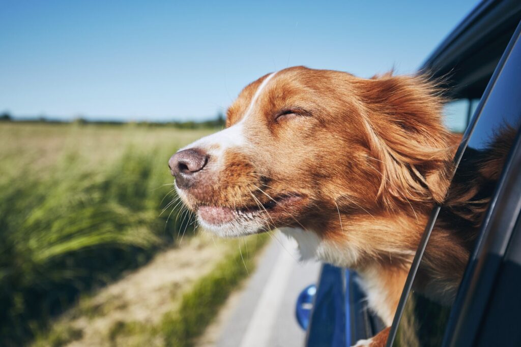 Chien qui profite de son voyage à la campagne paysanne paysan agriculture