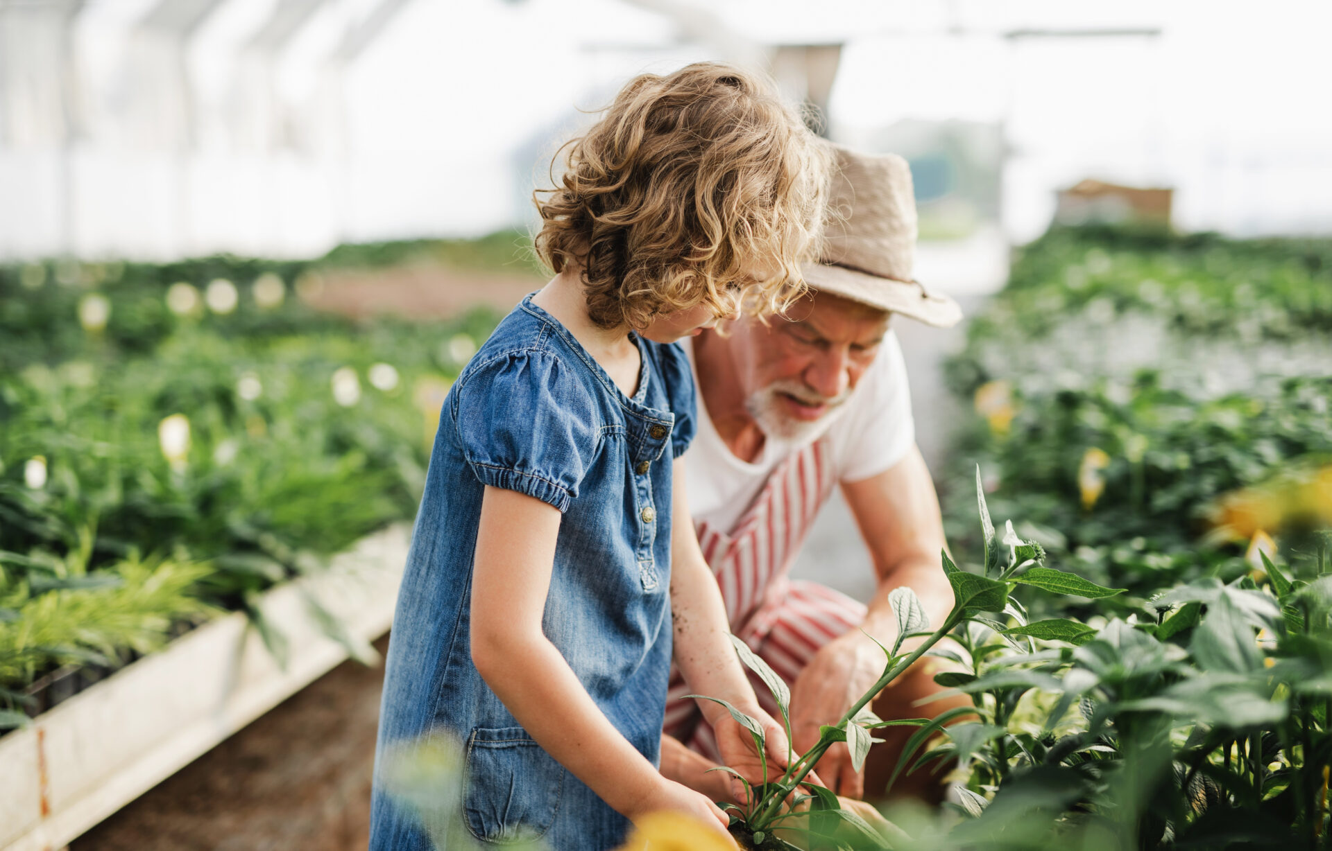 Papy et sa petite-fille dans un jardin potager