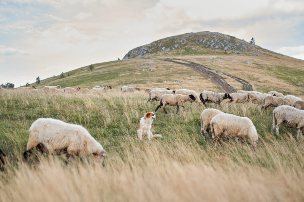 Chien de troupeau veillant sur des moutons