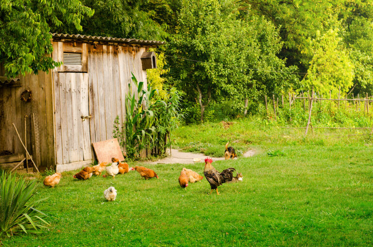 Créer un atelier de poules pondeuses [F61102] avec le collectif Devenir Paysanne Paysan