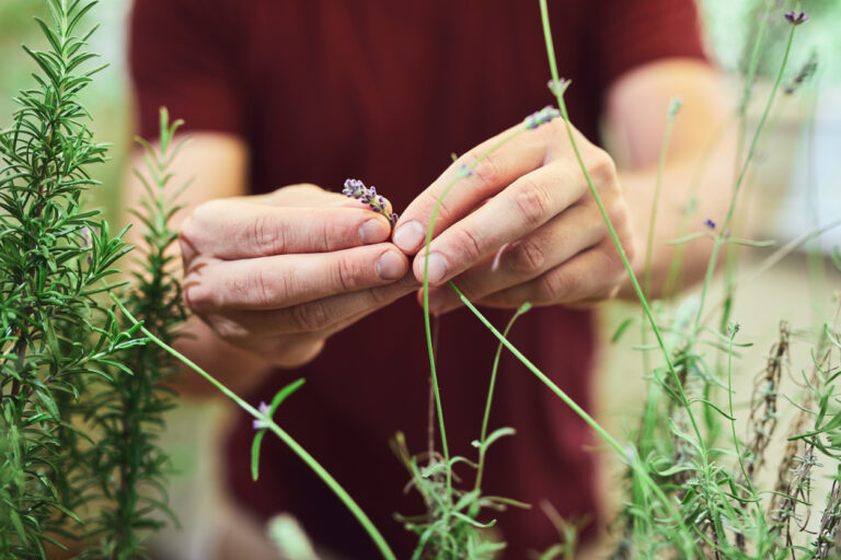 Cueillir des plantes sauvages et aromatiques [F23101] avec le collectif Devenir Paysanne Paysan