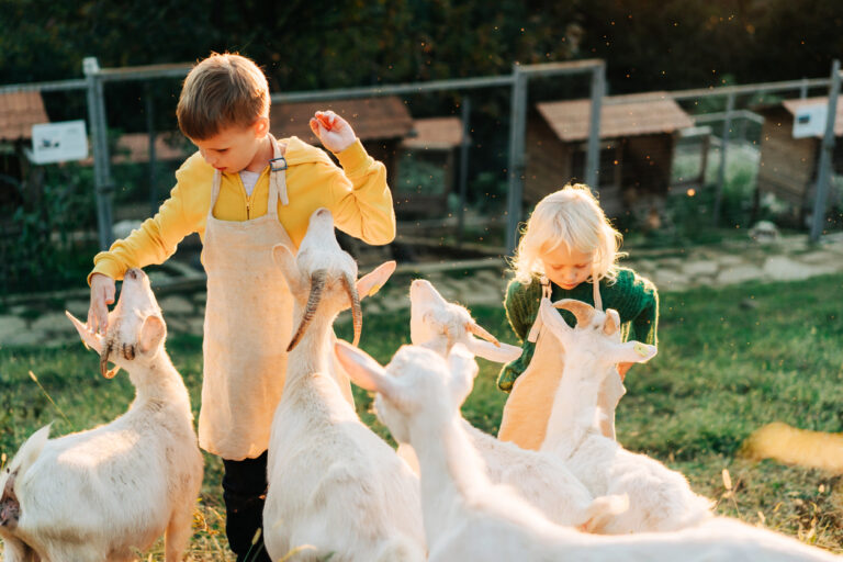 Développer sa ferme avec l’agrotourisme d’alpage