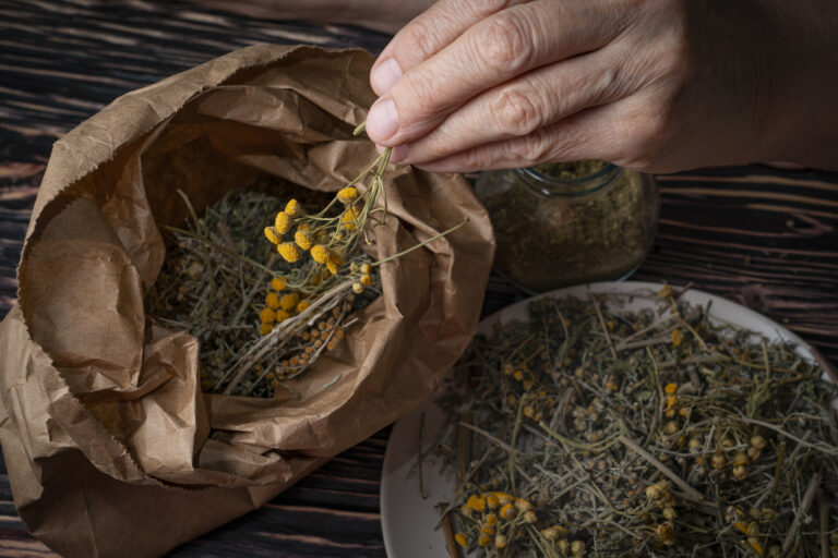 F63102 - Herbes médicinales séchées, collection antiparasitaire de tanaisie, d’absinthe et de clous de girofle (troychatka). L’herboriste verse la collection broyée dans un bocal pour le collectif devenir paysanne paysan