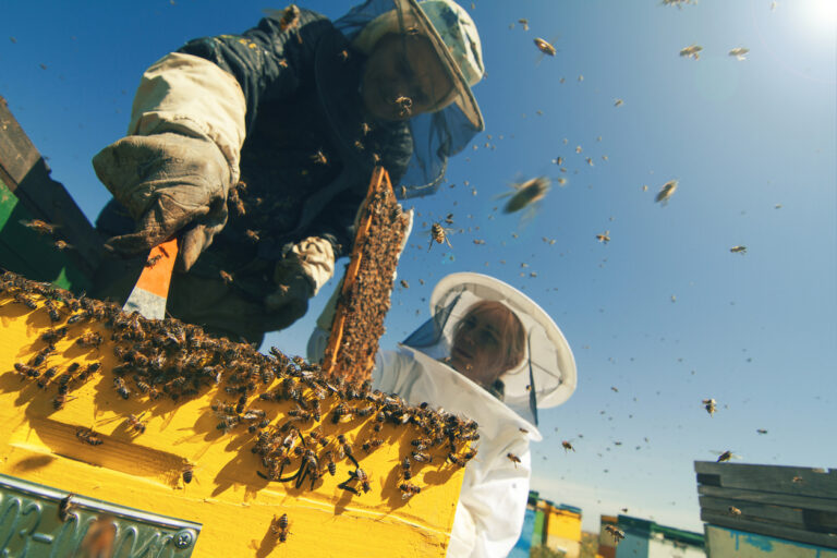 F86102 - S'initier à l’apiculture avec le collectif devenir paysanne paysan