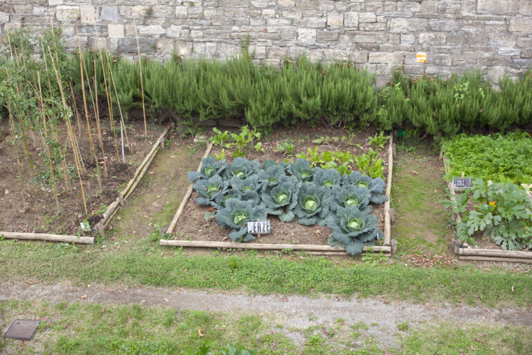 Concevoir, installer et suivre un jardin vivrier en permaculture [F73101] avec le collectif Devenir Paysanne Paysan