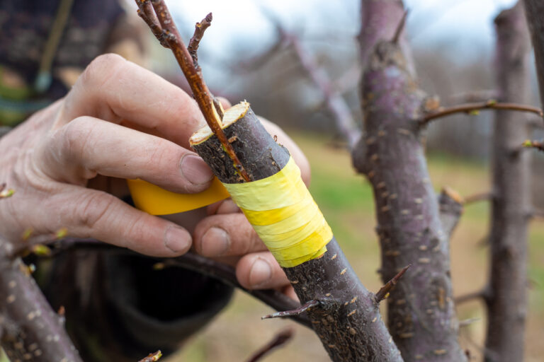 Greffer des arbres fruitiers [F73109] avec le collectif Devenir Paysanne Paysan