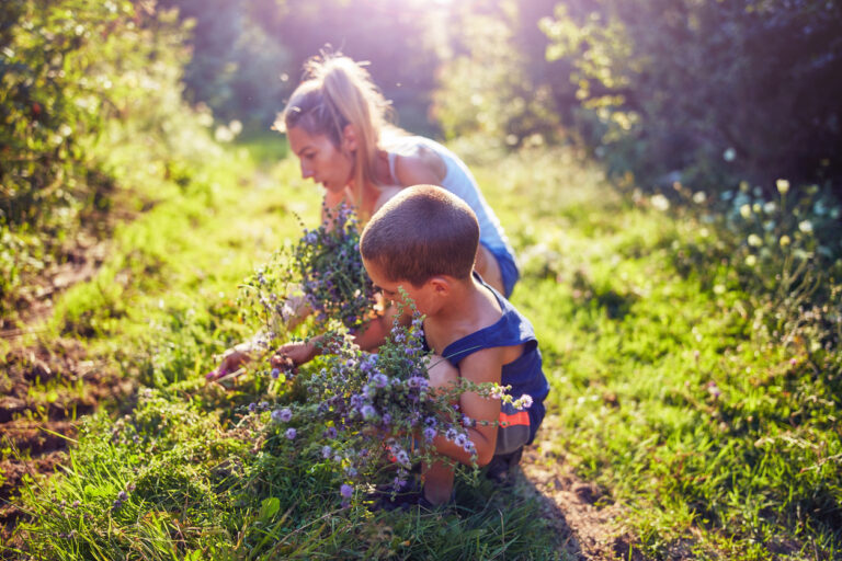 S’initier à la cueillette des plantes sauvages et aromatiques en milieu naturel [F26202] avec le collectif Devenir Paysanne Paysan