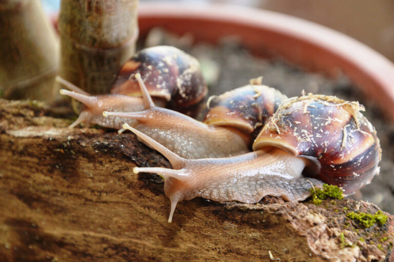 S’initier à l’élevage des escargots [F73110] avec le collectif Devenir Paysanne Paysan