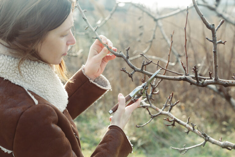 Tailler ses arbres fruitiers [F73111] avec le collectif Devenir Paysanne Paysan